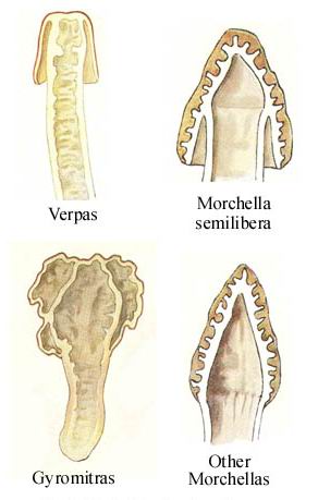 Morchellaceae